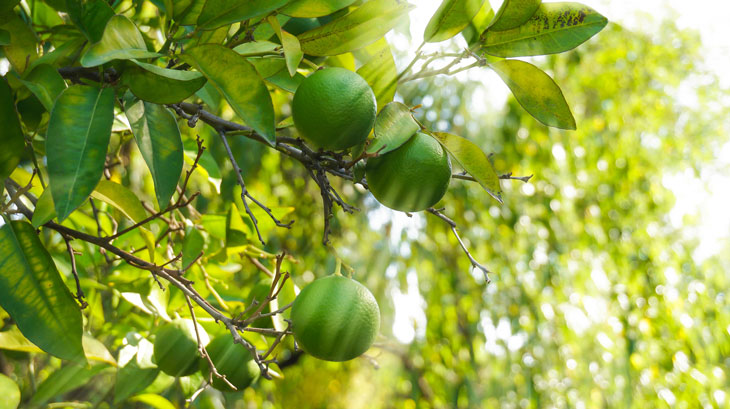 Citrus fruit on a tree