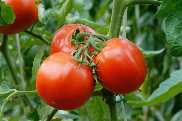 Cluster of tomatoes on a tomato plant