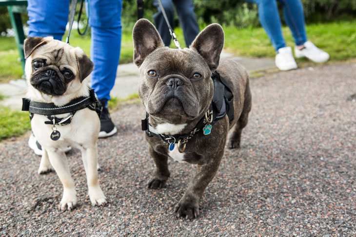 Two dogs on leashes with legs of owners in the background