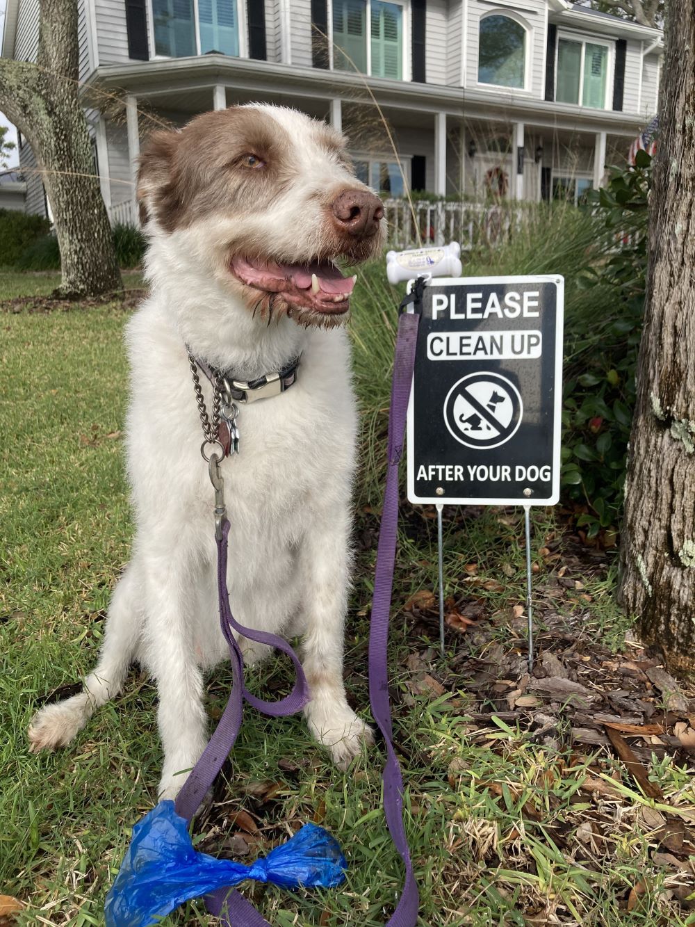 Dog on a leash that has waste bags tied to it sitting on the grass next to a sign that says, "Please clean up after your dog."