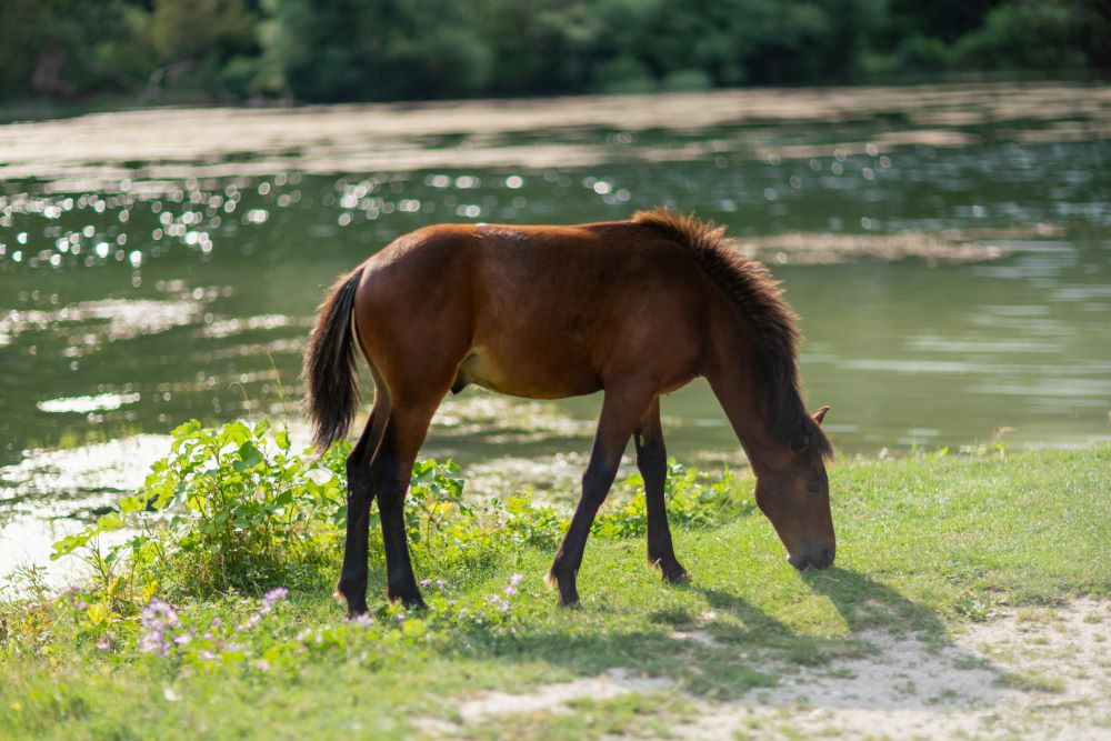 horse eating grass near water photo by Shutterstock