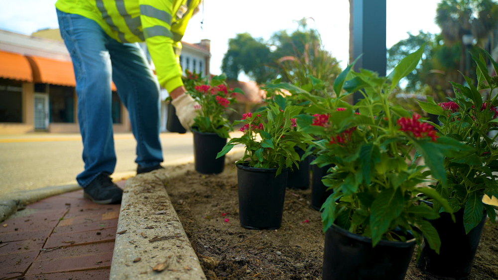 Parks staff sets potted plant with red flowers into sidewalk planter next to other potted plants